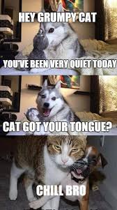 Funny cat and dog memes clean. Top 50 Dog And Cat Memes Can Dog And Cat Be Friends