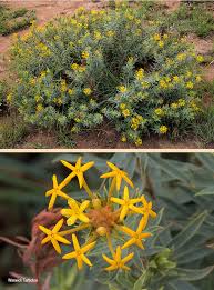 Image result for Gnidia