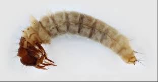 Image result for Lijndenia sp. cf barteri