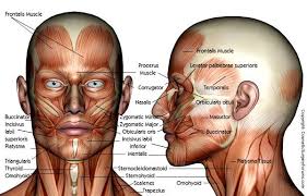 Pin By Viviana Verges On Anatomy Face Anatomy Facial Anatomy Head Anatomy