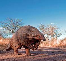 African World The Birth Of A Pangolin Rare Animals Weird Animals Endangered Animals