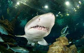 Deep sea world edinburgh discount. Adult Shark Experiences Deep Sea World