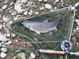 To catch a mullet at the end of ice fishing , bait it with a yellow fish and you will receive an extra 100 coins. Plump River Neath Mullet World Sea Fishing Forums