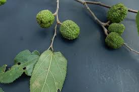 Image result for Guazuma