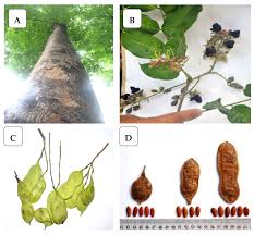 Image result for Pericopsis