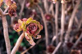 Image result for Dracaenaceae