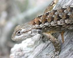 Image of Texas Fence Lizard