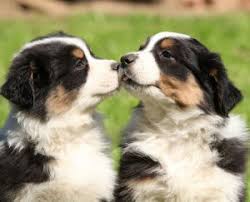 The other parent breed in the mix could result in a lower or higher activity level. 6 Best Australian Shepherd Breeders In New York 2021 We Love Doodles
