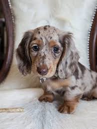 Long Haired Dachshund Puppies Google Search Dachshund Puppies Dachshund Puppy Long Haired Dachshund Breed