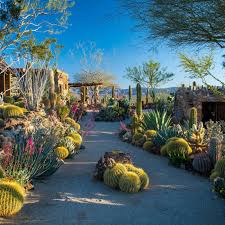 Why Cactuses And Succulents Are The Perfect Plants For This Cultural Moment Curbed