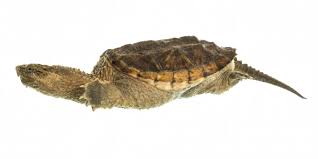 Check spelling or type a new query. Snapping Turtle Chelydra Serpentina Species Profile