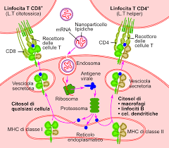 Update information for katalin karikó ». Vaccino A Rna Wikipedia