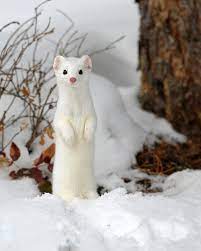 pin von thorfinna thora auf winter tiere niedliche tiere exotische tiere