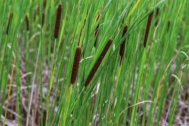 Image result for Antizoma angustifolia