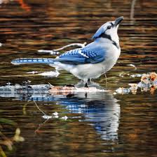 Blue jays in their natural environment drinking from river