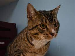 Outreach I Am Available For Adoption At The Cascade Station Petsmart On 9721 Ne Cascades Pkwy In Portland Come Meet Me Durin Humane Society Adoption Animals