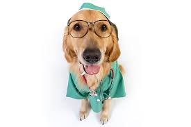 He practiced in palmer, alaska for two years before joining the heritage pet hospital team in. Dewinton Pet Hospital Pet Care Just Outside South Calgary