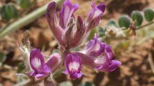 Image result for Buchnera chimanimaniensis