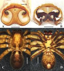 Image result for Sinopteridaceae