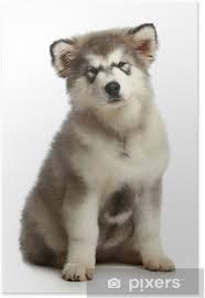 Alaskan malamute züchter in nordamerika. Poster Alaskan Malamute Welpen Pixers Wir Leben Um Zu Verandern