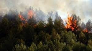 Σε εξέλιξη βρίσκεται φωτιά σε χαμηλή βλάστηση έξω από τη νικήτη χαλκιδικής. Pyrkagia Se Dasikh Ektash Sth Si8wnia Twra