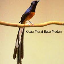 Gambar png gambar burung kacer sumber : Kicau Murai Batu Medan Fuul Isian 1 1 Apk Download Com Tidut Kicau Murai Batu Medan Apk Free