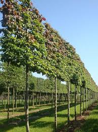 Parrotia Persica Eisenholzbaum Hochstamm Spalier H 160 B 160 T 20 Stamm 210 Eisenholzbaum Gartendesign Ideen Glanzmispel Hochstamm
