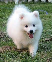 14 Favorite White Dog Breeds Mom Me Japanese Spitz Spitz Dogs Japanese Spitz Dog
