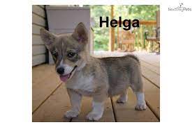 Swedish Vallhund Swedish Vallhund Puppies Puppies For Sale