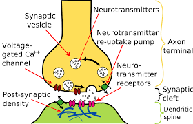 It leads to the generation of a nerve impulse. File Synapse Illustration2 Tweaked Svg Wikimedia Commons