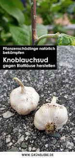 Knoblauchsud Gegen Blattlause Herstellen Gruneliebe In 2020 Knoblauch Pflanzen Garten