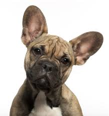 Welcome to puppy play & stay, lakeville's only doggie daycare facility featuring daycare, boarding & grooming services. Leaving A Puppy In A Playpen While At Work Is It A Good Idea Patchpuppy Com