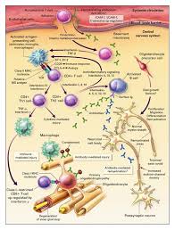 Ms attacks and destroys myelin (a coating made up of fat and protein that. Multiple Sclerosis Nejm