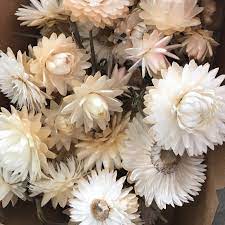 Frequent special offers and discounts up to 70% off for all products! Strawflower White Seeds Nourish Gardens