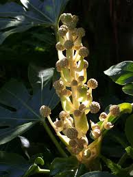 Image result for Alafia orientalis