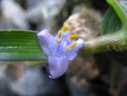 Image result for Cyanotis axillaris