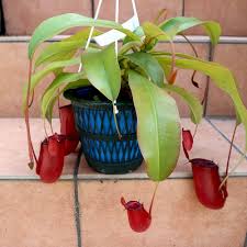 ネペンテス レディ ラック