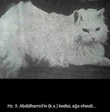 Salim Ayduz Adli Kullanicinin Hanedan Panosundaki Pin Hayvanlar Sultan Bebek Hayvanlar