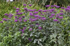 Maybe you would like to learn more about one of these? Shrub With Purple Flowers Clippix Etc Educational Photos For Students And Teachers