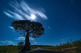 みそぎ🐟🪨 on X: 喜界島 写真録 月明かりに照らされる 『魔女の樹』 長い一本道の脇に聳えるこのガジュマルの樹は、島民からは魔女の木と呼ばれている。  あまり撮影してはいけないらしい。 写ってはいけないものが写るという… 喜界島 魔女の木 ガジュマル 夜景 ...