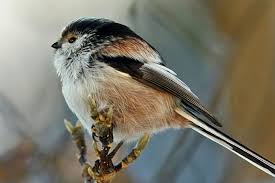 Schwanzmeise Auf Dunnem Zweig C Nadine Wolf Vogel Bestimmen Vogel Im Garten Wilde Tiere