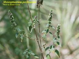 Image result for Mesosphaerum pectinatum