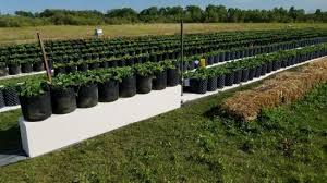 Grass roots v1.21.1 a lot of money. China Air Pruning Nursery Pots Black White Air Root Pot Pvc Pe Root Control Plant Pot For Plant Cultivation On The Market China Superoots And Air Pruned Pot Price