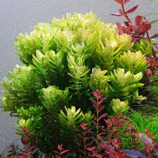 Image result for Syngonanthus angolensis