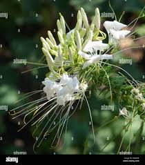 Image result for Cleomaceae