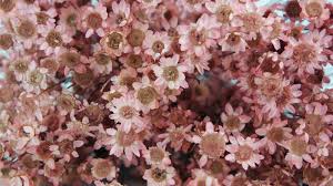Maybe you would like to learn more about one of these? Buy Dried Glixia Online Si Nature Dried Flowers Wholesale