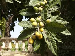 Generally, the loquat tree blooms in the fall and fruits in early spring. Reasons For Loquat Leaf Loss Why Is A Loquat Tree Dropping Leaves