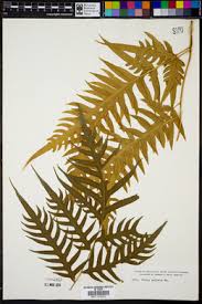 Image result for Pteris auquieri