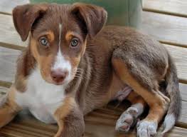 Australian Shepherd Mix Black And Brown Boxer Shepherd Mix Images High Quality Pictures Boxer Shepherd Mix Australian Shepherd Australian Shepherd Mix