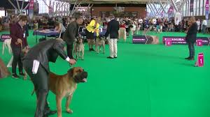 It originates in the autonomous region of the canary islands, and is found mostly in the islands of gran canaria and tenerife.:587 it was formerly known as the dogo canario. Dogo Canario World Dog Show 2018 Amsterdam 1 Youtube